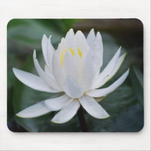 Mousepad Lotus ou waterlily e significado