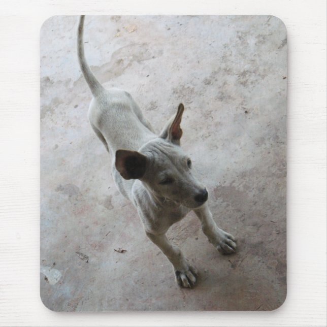 Mousepad Luk Maa... Tailandês Soi Puppy Dog (Frente)