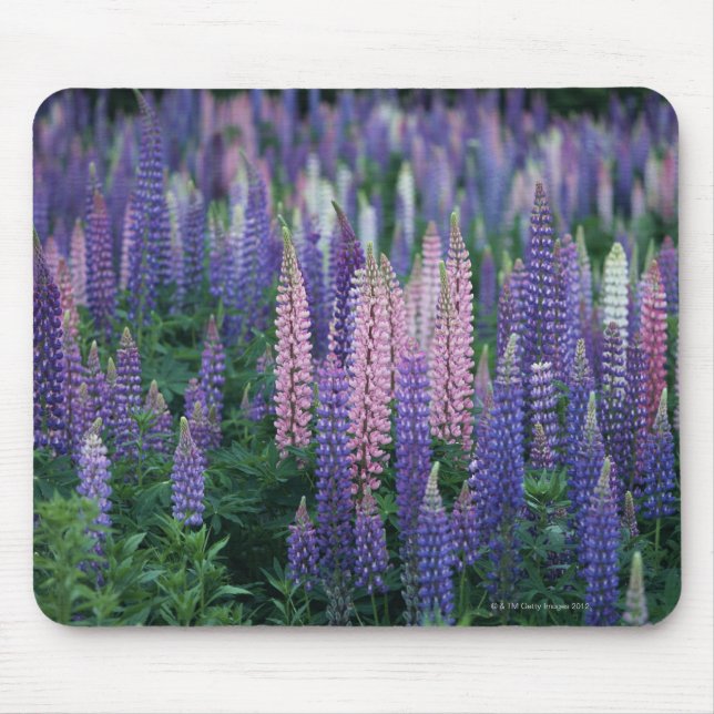 Mousepad Lupine (Frente)