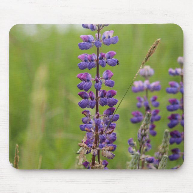 Mousepad Lupinos Alaskanos de Lavanda (Frente)
