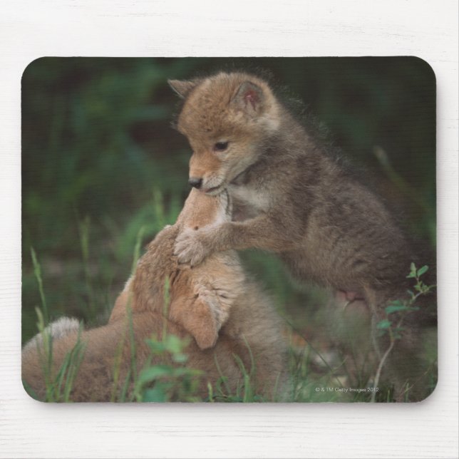 Mousepad Luta de Cuppies (Canis Latrans) (Frente)