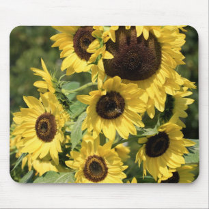 Mousepad Luz do sol em hastes