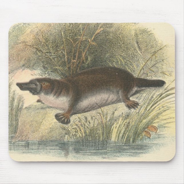 Mousepad Lydekker - Platypus (Frente)