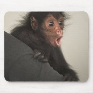 Mousepad Macaco-aranha-de-cara-vermelha Ateles paniscus)
