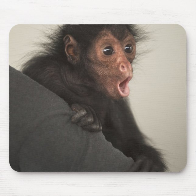 Mousepad Macaco-aranha-de-cara-vermelha Ateles paniscus) (Frente)