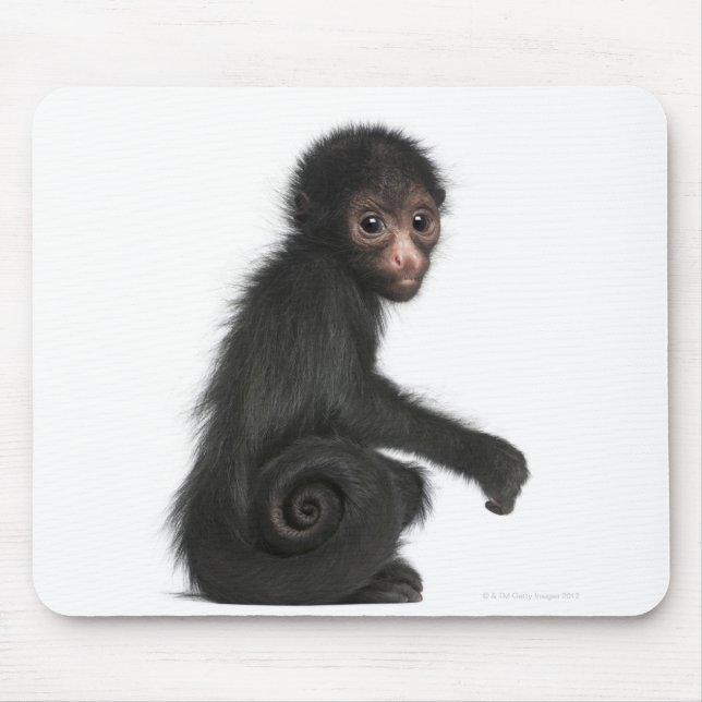 Mousepad Macaco-aranha-de-cara-vermelha - Ateles paniscus ( (Frente)
