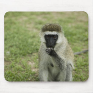 Mousepad Macaco de Vervet que come, África