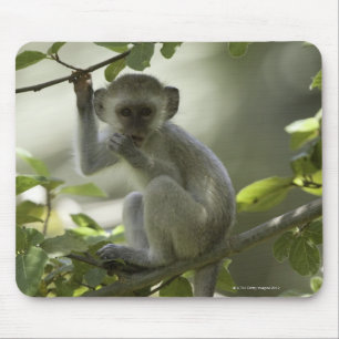 Mousepad Macaco de Vervet, Zimbabwe