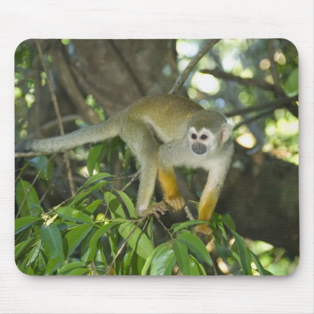 Mousepad Macaco-Esquilo-Comum (Saimiri sciureus), Rio (Frente)