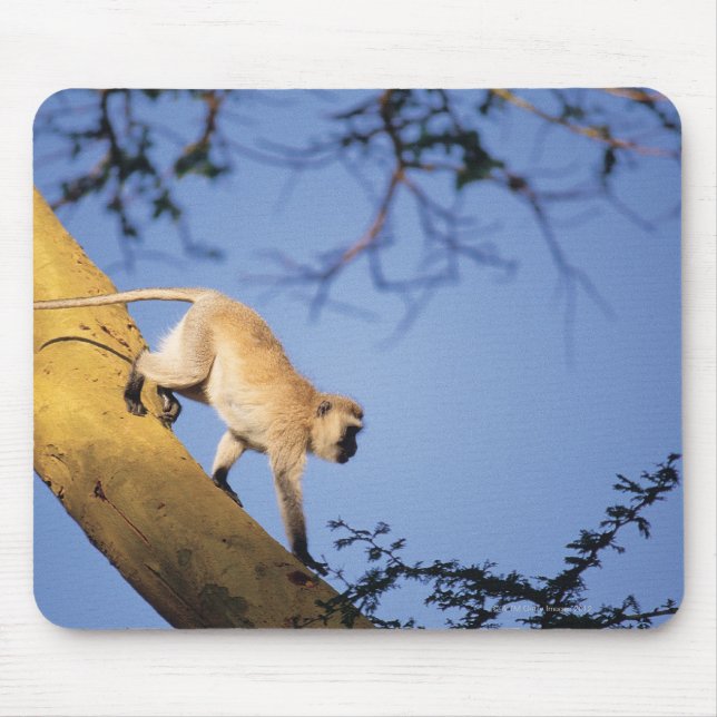 Mousepad Macaco vervet no galho das árvores, Serengeti (Frente)