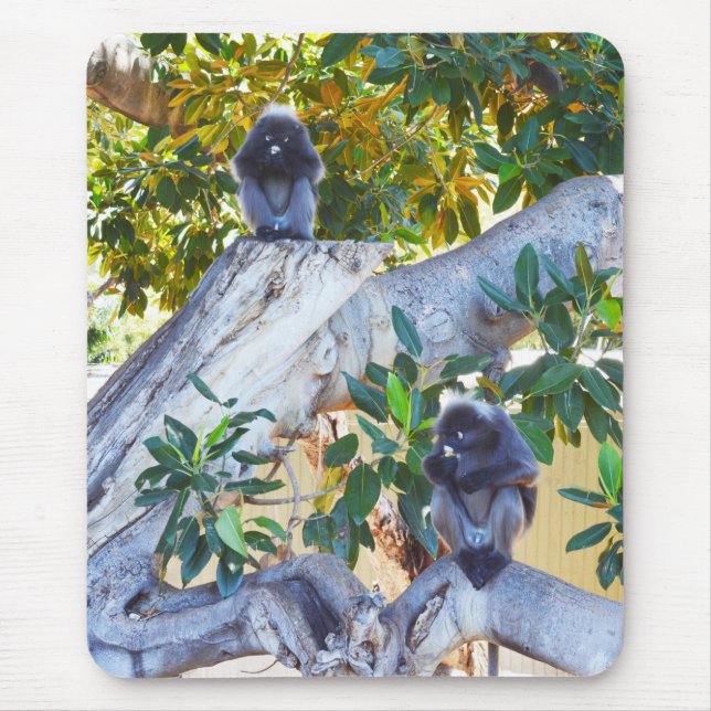Mousepad Macacos-Langur Pretos Comendo, Bocal (Frente)