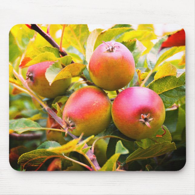Mousepad Maçãs na árvore (Frente)