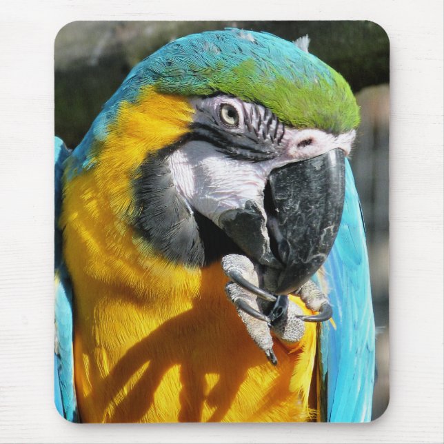 MOUSEPAD MACAWS (Frente)