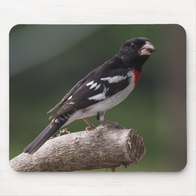 Mousepad Macho de Grosbeak quebrado por Rosa (Frente)