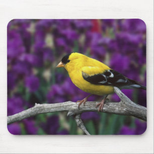 Mousepad Macho, pintassilgo americano em plumagem de verão,