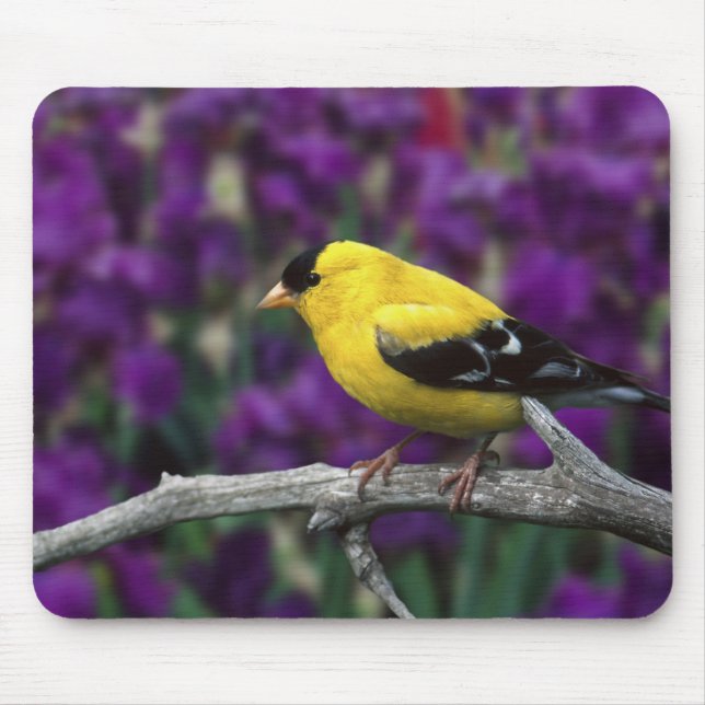 Mousepad Macho, pintassilgo americano em plumagem de verão, (Frente)