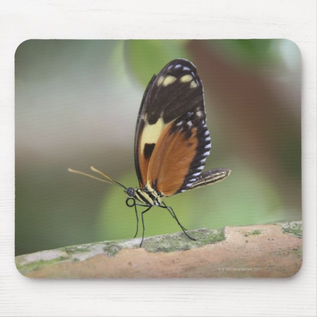 Mousepad Macro Butterfly (Frente)