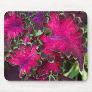 Mousepad Macro Coleus