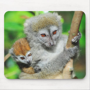 Mousepad Madagáscar, Andasibe, Ilha dos Lêmures, Mãe