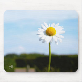 Mousepad Madelief rechtop geisoleerd in de natuur.