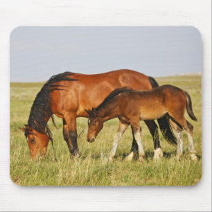 Mousepad Mãe de cavalo selvagem e potro pastando