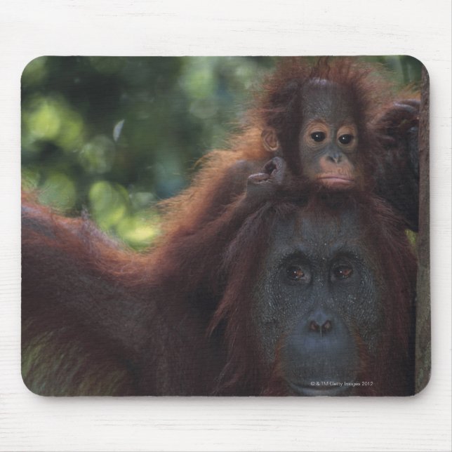 Mousepad Mãe de Orangutan com bebê (Frente)