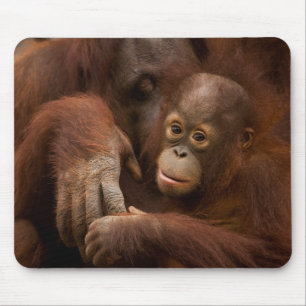 Mousepad Mãe de Orangutan e bebê no zoológico