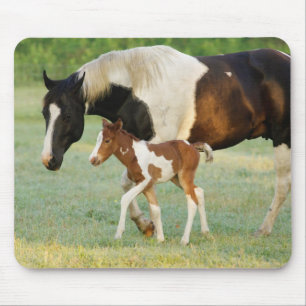 Mousepad Mãe & Potra Pintada Recém-Nascida