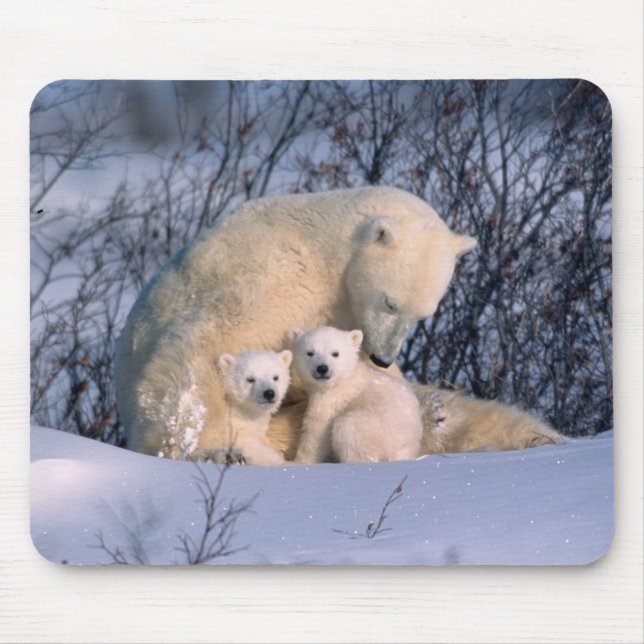 Mousepad Mãe Urso Polar Sentada Com Gêmeos, (Frente)