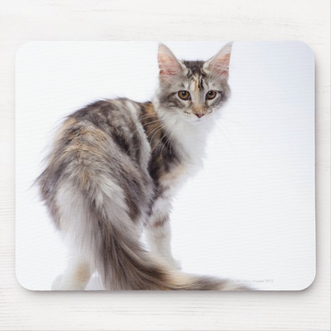 Mousepad Maine Coon cat (Frente)