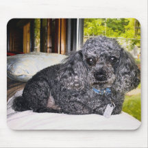 Maitai a caniche, almofada de rato