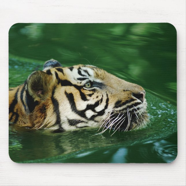Mousepad Malaio Tiger Nadando Capa (Frente)