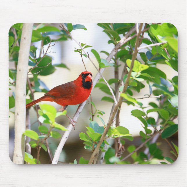 Mousepad Male Cardinal (Frente)