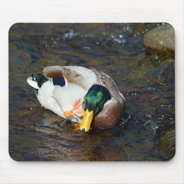 Mousepad Mallard Drake (Frente)