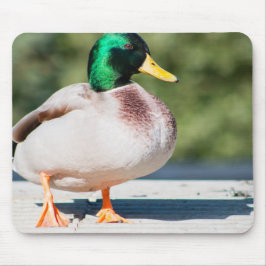 Mousepad Mallard Drake