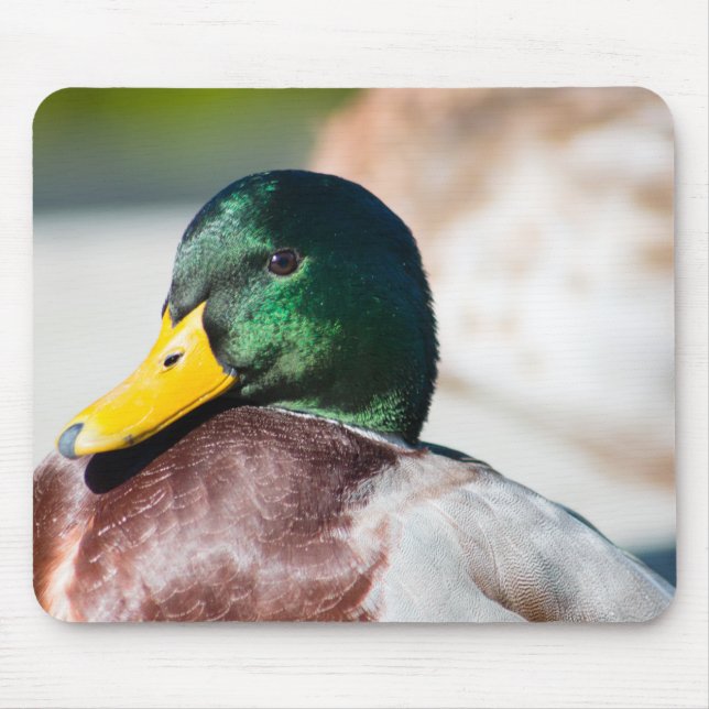 Mousepad Mallard Drake (Frente)
