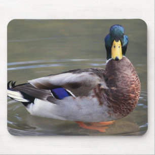 Mousepad Mallard Duck Drake Water Photo