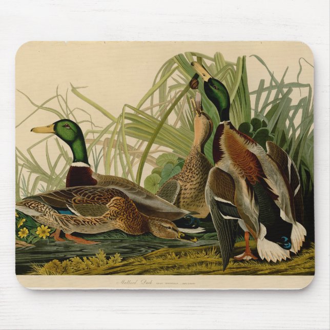 Mousepad Mallard Duck - Pincel de Ave Audubon (Frente)