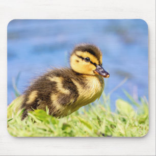 Mousepad Mallard Ducking