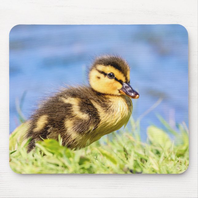 Mousepad Mallard Duckling (Frente)