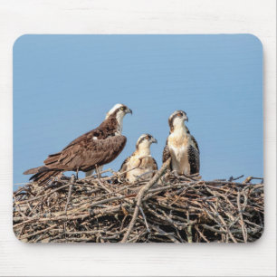 Mousepad Mamãe Osprey com seus filhos