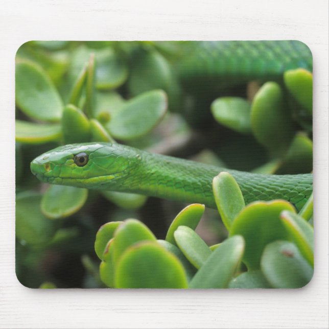 Mousepad Mamba Verde Oriental (Dendroaspis Angusticeps) (Frente)