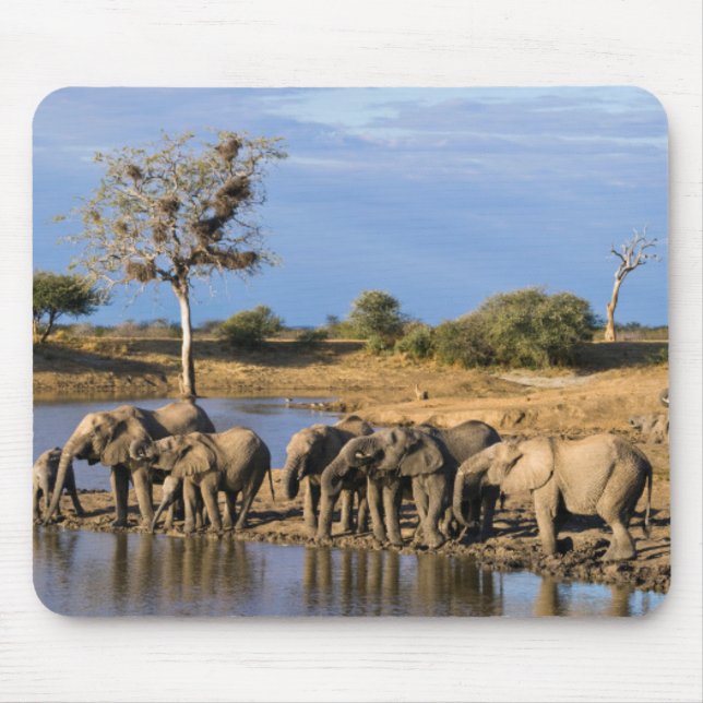 Mousepad Manada de Elefante-da-Savana-Africano (Loxodonta A (Frente)