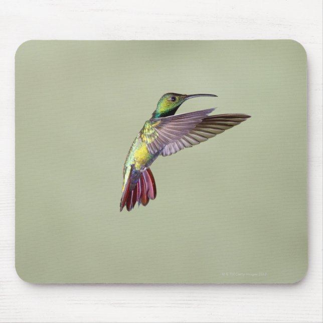 Mousepad Mango Hummingbird Anthracocorax 2 de peito verde (Frente)