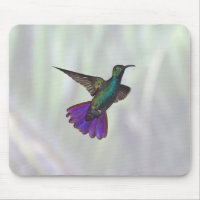 Mango Hummingbird Anthracocorax de peito verde