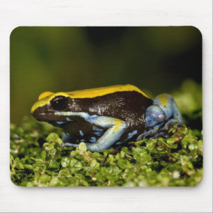 Mousepad Mantela-de-orelha-preta, Mantella expectata,