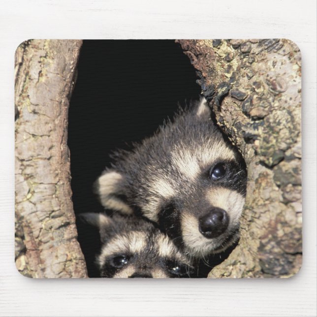 Mousepad Mapeh guaxinins em cavidade de árvore Procyon (Frente)