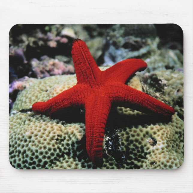 Mousepad Mar Vermelho dos peixes | da estrela (Frente)