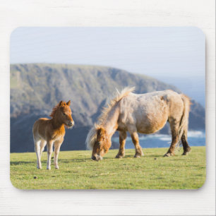 Mousepad Mare com Foal, Ilhas Shetland, Escócia