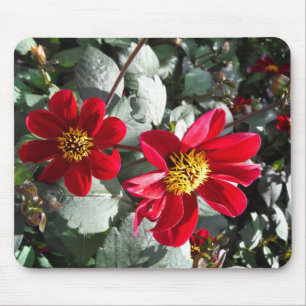 Mousepad margarida rosa-vermelha / flores das margaridas